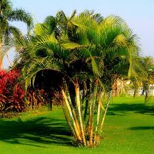 Palma Areca - Vista 2